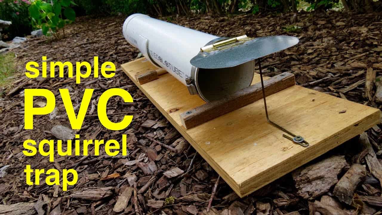 Humane Squirrel Trapping: Complete DIY Guide for Homeowners