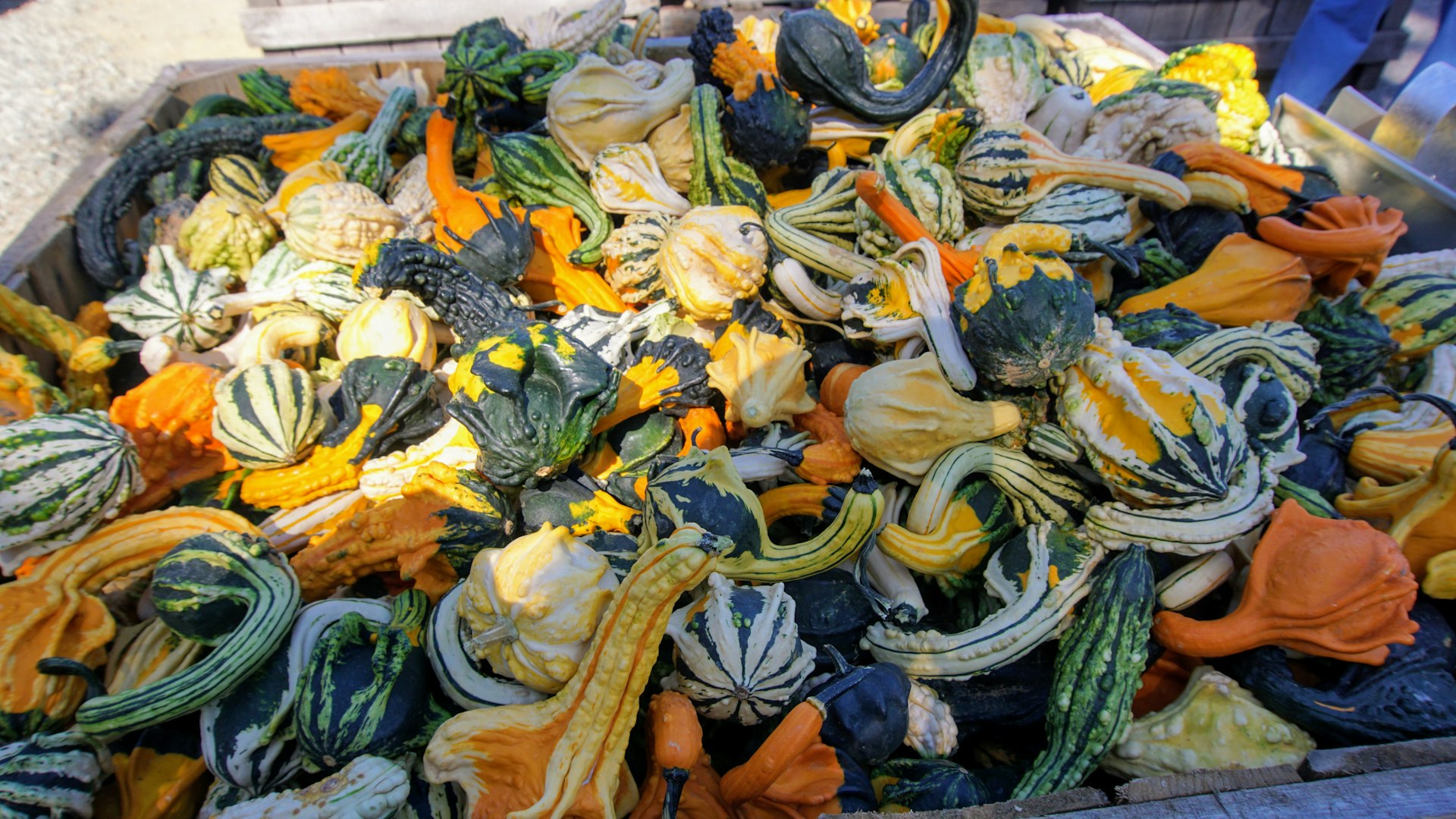 Comprehensive Strategies for Reducing Food Waste: Actionable Solutions for Households, Businesses, and Communities